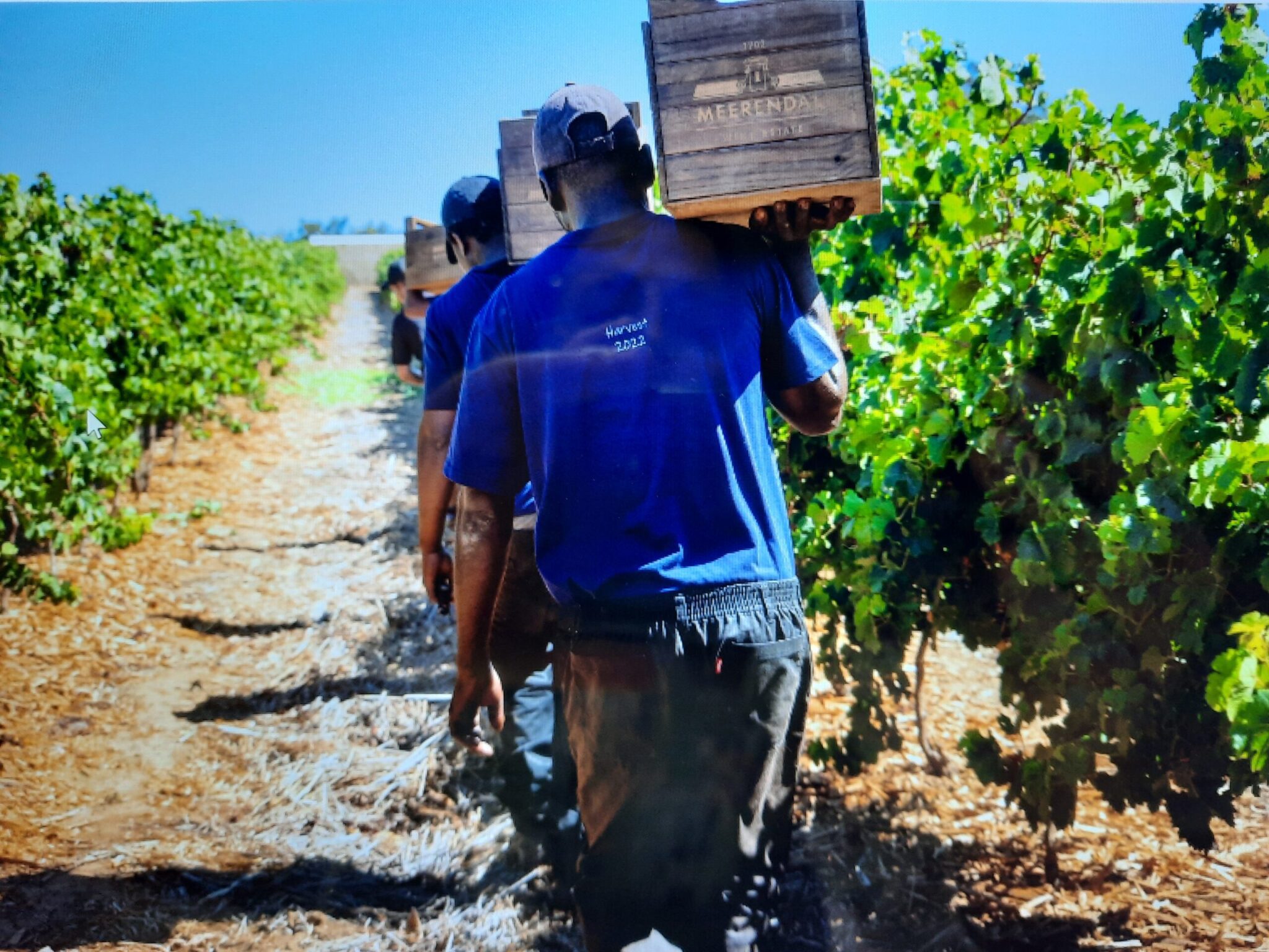 farm workers in vineyards