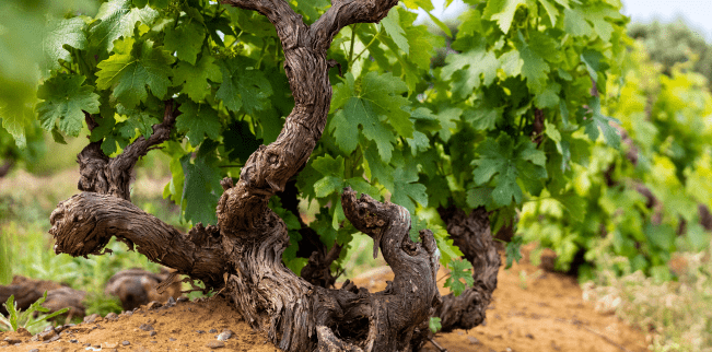 the meerendal wine estate old vines