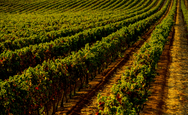 vineyard fields