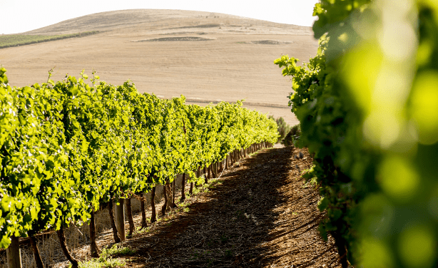 field vines at meerendal