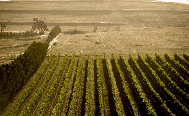 meerendal vineyard fields