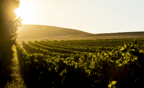 vineyards in durbanville